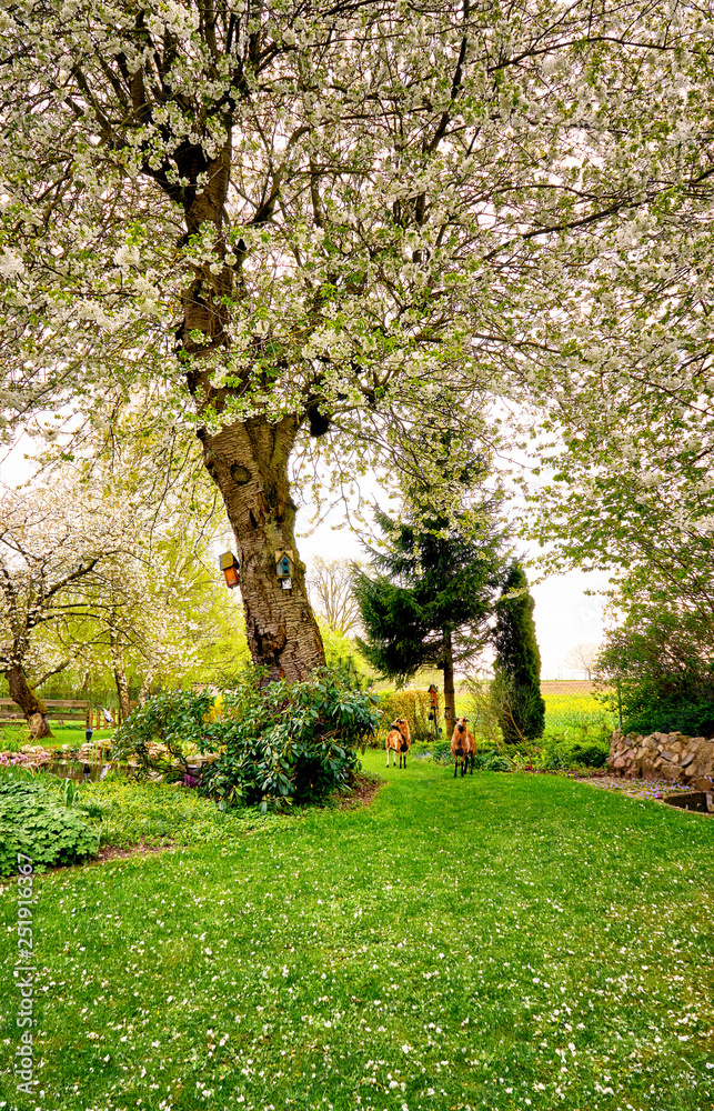 Fototapeta premium Cameroon sheep under beautiful blooming cherry trees.