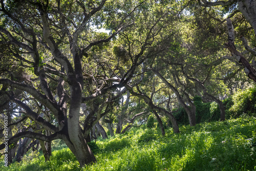 Coastal Live Oak trees (Quercus agrifolia)  in the hills of Monterey, California, as light shines through the branches leaving a contrasting pattern on the grass below.