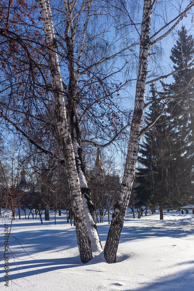 Fototapeta premium Winter landscape with birches in Narymsky Square in Novosibirsk, Russia