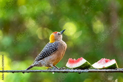 Hoffmann’s Woodpecker, Melanerpes hoffmannii, tropical bird eating watermelon in Costa Rica photo