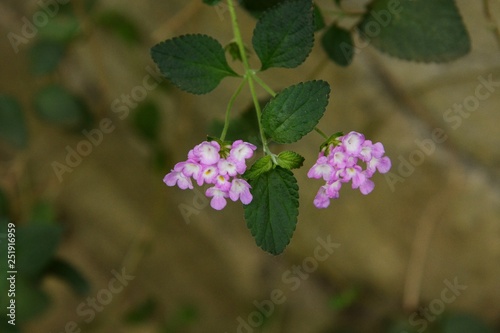 Lantana montevidensis (Weeping lantana) photo