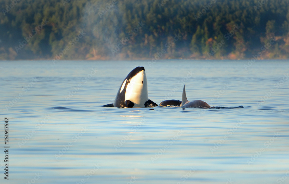 Fototapeta premium Whale Spyhopping. Pod of Orca Killer whales swimming in blue Ocean, Victoria, Canada