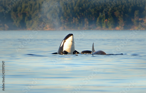 Whale Spyhopping. Pod of Orca Killer whales swimming in blue Ocean, Victoria, Canada
