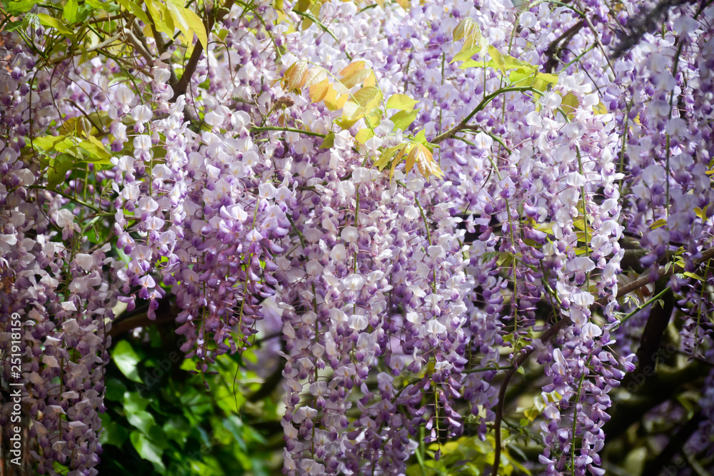 Spring blossom of purple wisteria plant