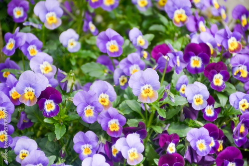 Floral background with colorful viola flowers  spring season in Netherlands  garden decoration