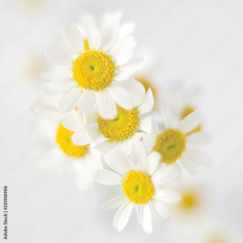 Fototapeta premium Fresh white chamomile flowers in soft and blur style. Flower background with copy space.