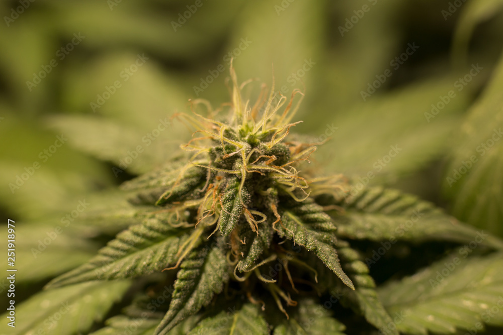Cannabis Bud Marijuana Flower Weed Macro In Indoor Cannabis Bud Marijuana Flower Weed Macro In Indoor