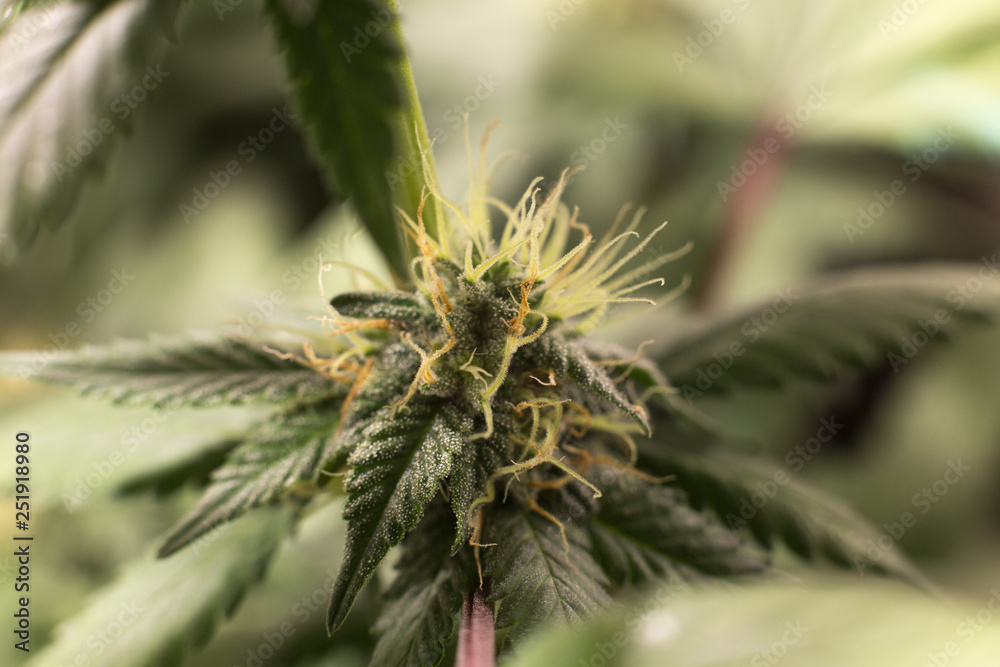 Cannabis Bud Marijuana Flower Weed Macro In Indoor Cannabis Bud Marijuana Flower Weed Macro In Indoor