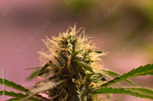 Cannabis Bud Marijuana Flower Weed Macro In Indoor