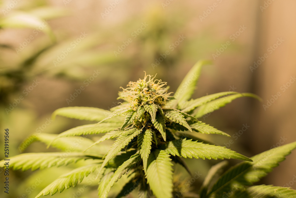 Cannabis Bud Marijuana Flower Weed Macro In Indoor Cannabis Bud Marijuana Flower Weed Macro In Indoor