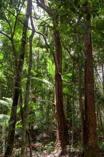 Temperate rainforest in Springbrook National Park - tall trees and ferns