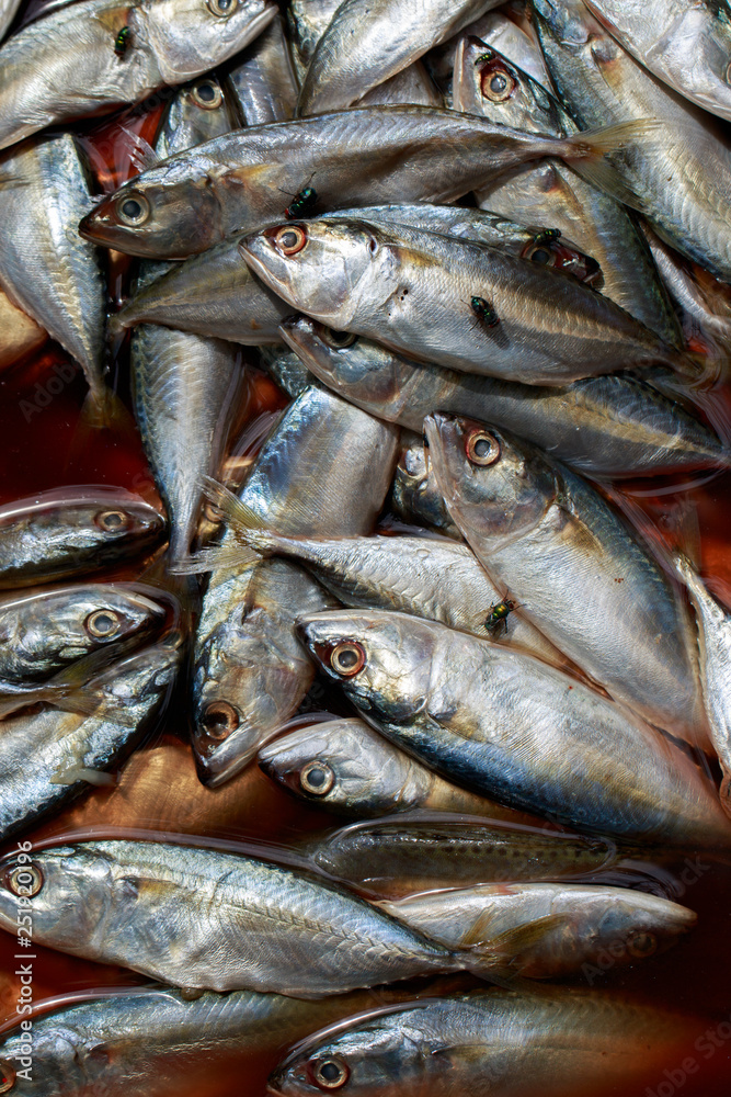 Obraz premium Image of a fish with flies. Aquatic animals. Food