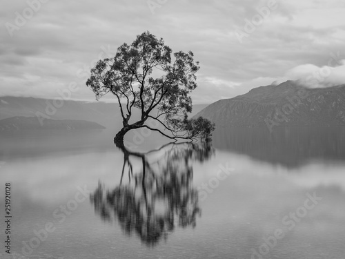 Wanaka Tree Black and White Silhouette, New Zealand