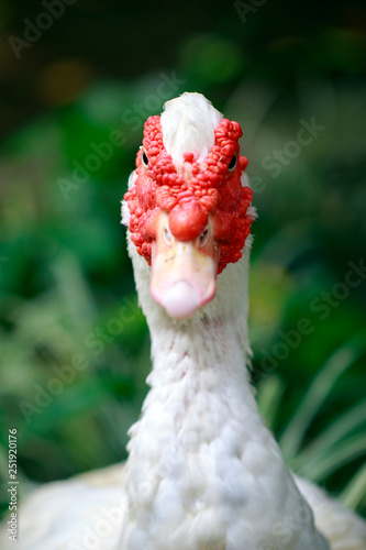 Image of Musky duck or indoda, Barbary duck with red nasal corals. Muscovy white duck photo