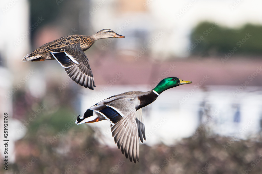 Mallard, Duck, Anas platyrhynchos Mallard, Duck, Anas platyrhynchos