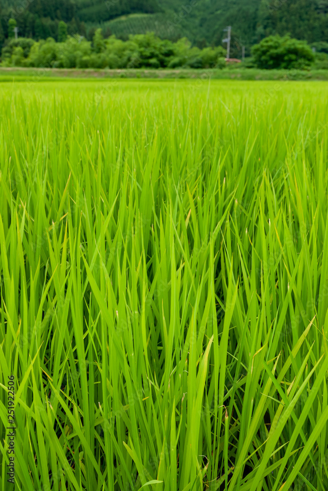 Obraz premium 田んぼの稲