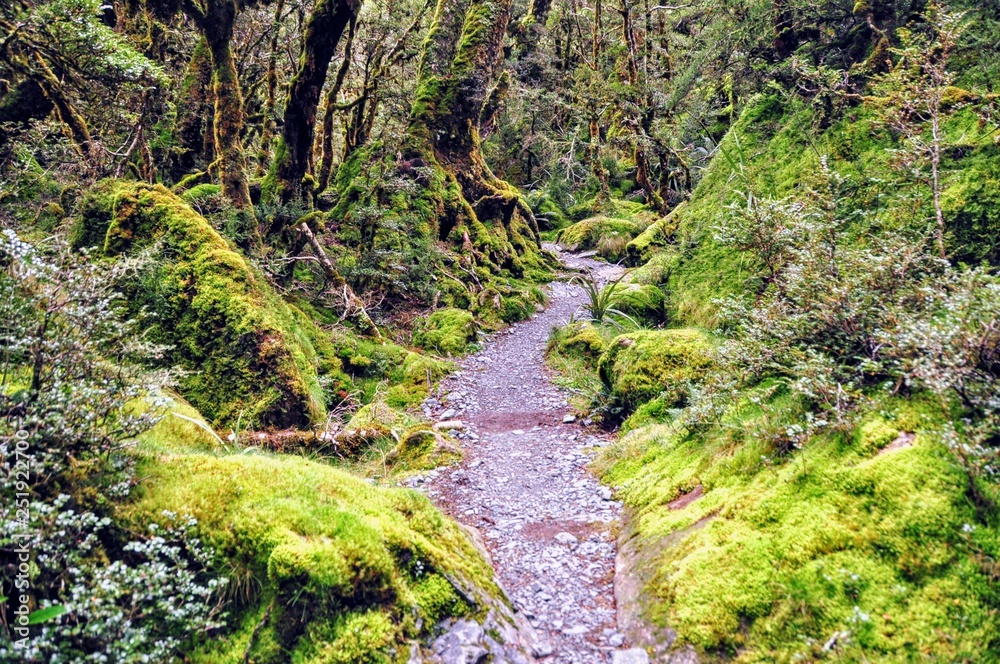 Mossy green path Mossy green path