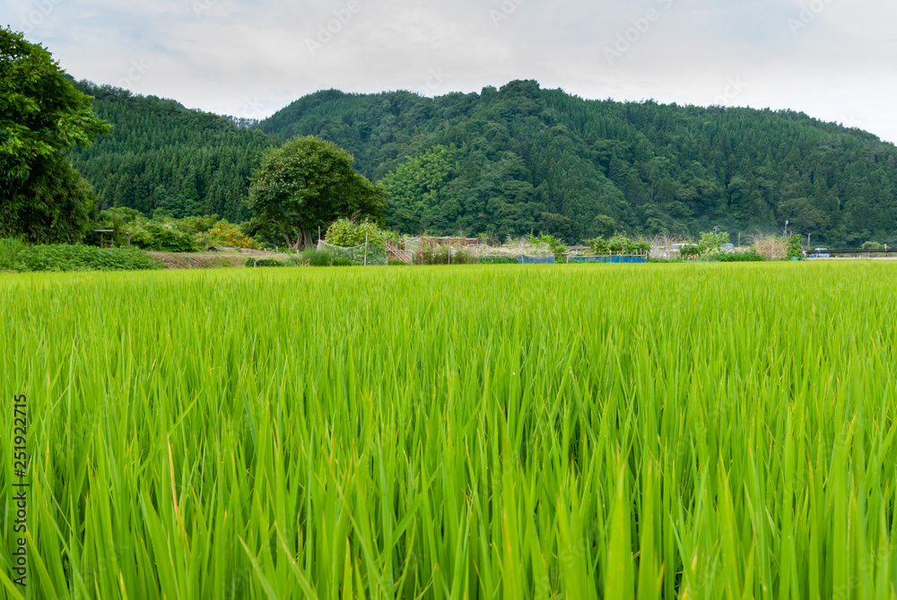 田舎の田んぼの風景