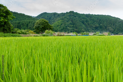 田舎の田んぼの風景