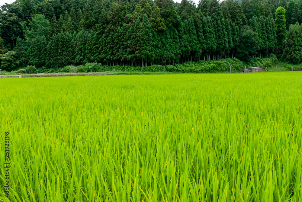 Obraz premium 稲と森林