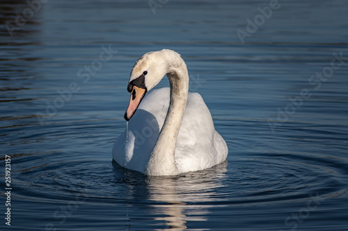 swan on lake