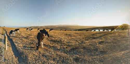 Napa cows are happy cows [dairy farm]