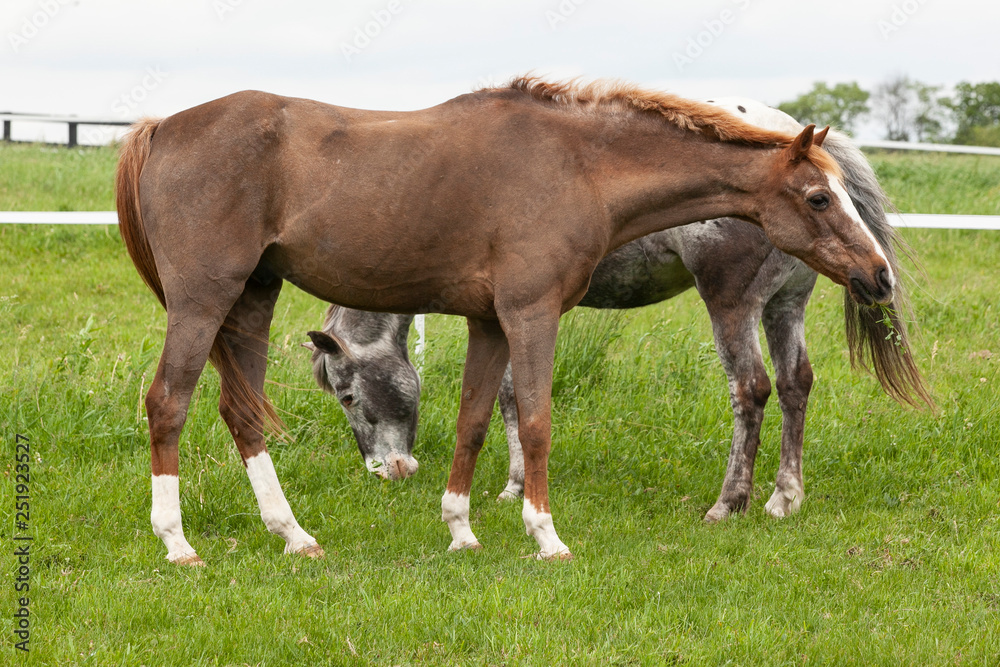 Older ponies, a roan and an Appaloosa graze in a field with the roan looking into the distance. Older ponies, a roan and an Appaloosa graze in a field with the roan looking into the distance.