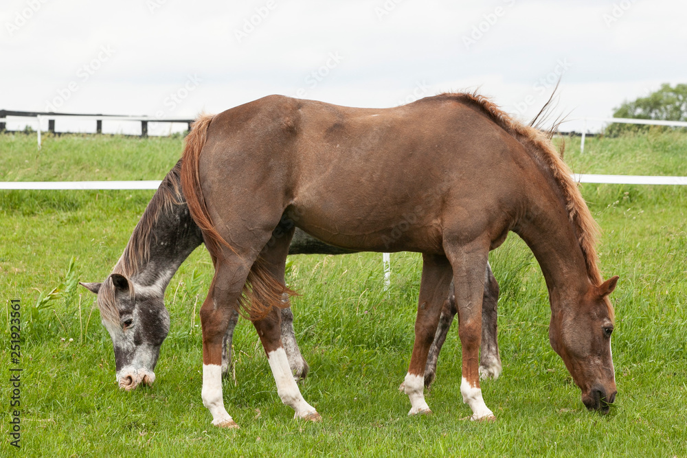 Two older ponies, a roan and Appaloosa, graze head to tail.