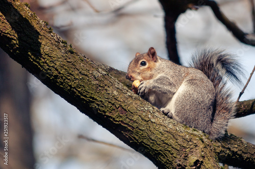 squirrel on a tree eating a nut