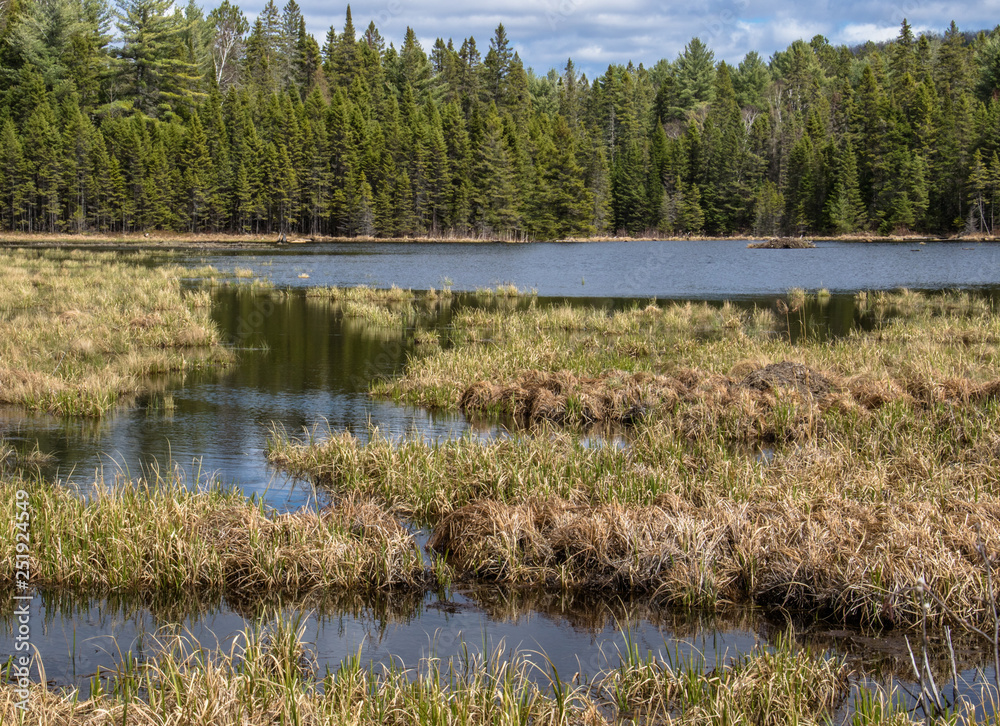 Obraz premium Algonquin Park Wetland and Forest