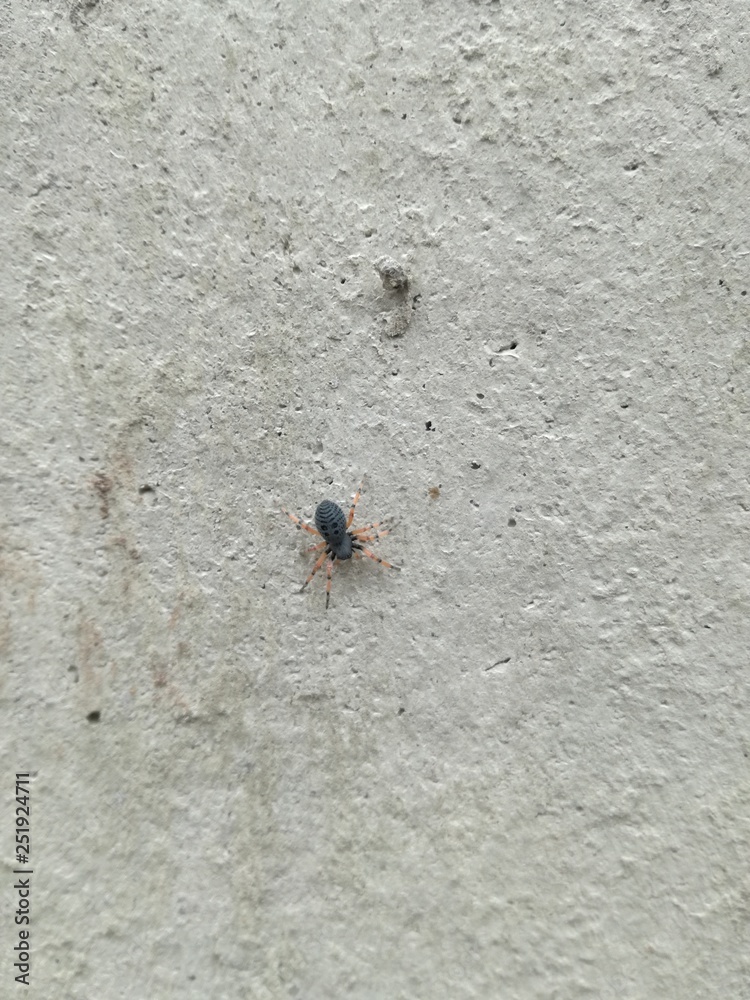 araña araña
