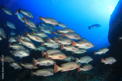 Red Snapper fish 