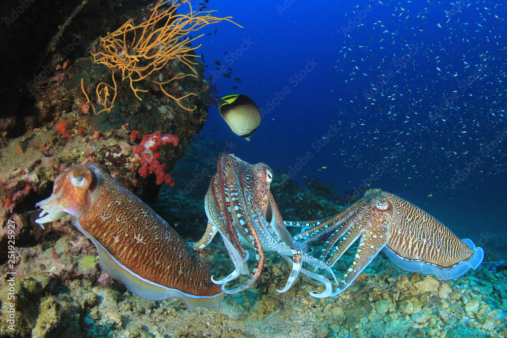 Pharaoh Cuttlefish mating Pharaoh Cuttlefish mating
