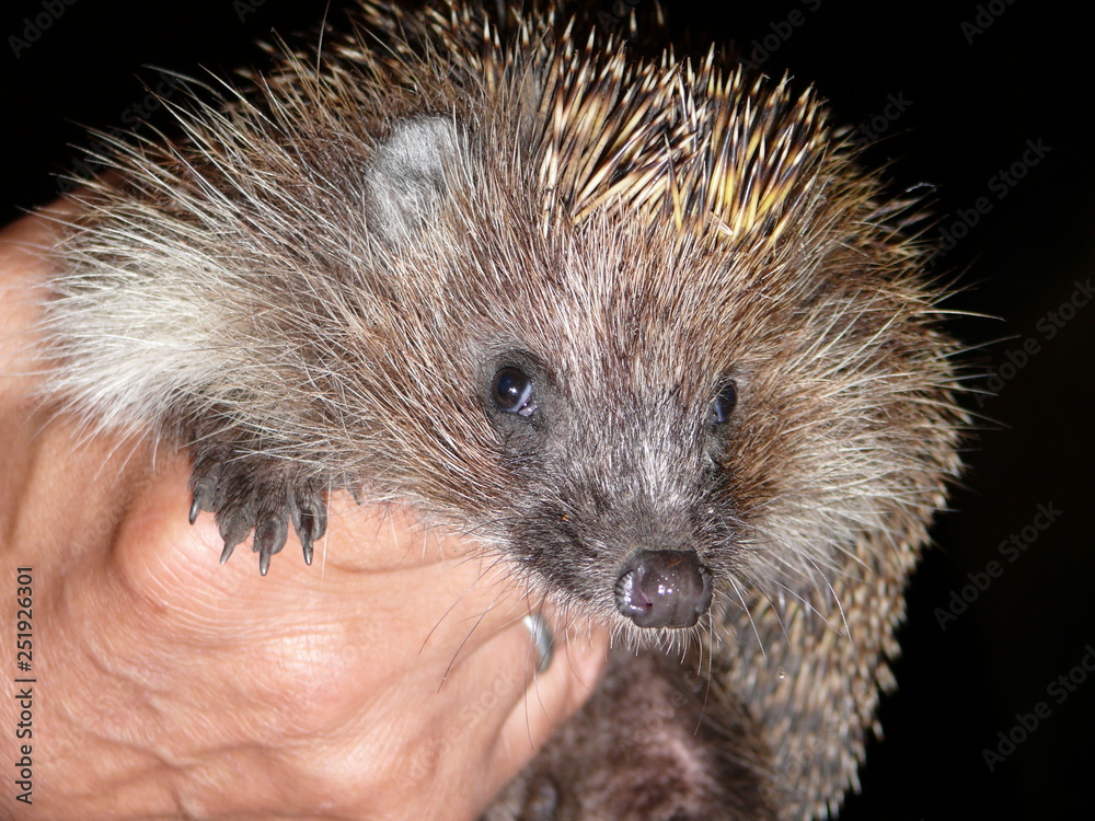 Obraz premium keeping a hedgehog in the hand