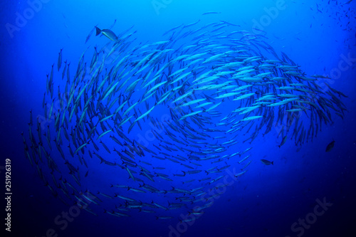 School of Barracuda fish 