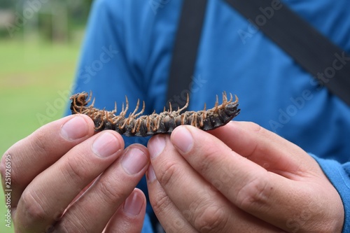Man holding a millipede 