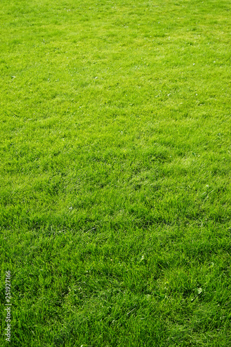 Green grass, vertical photo.