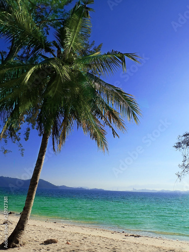 Coconut Tree and the beautiful ocean blue in the morning with beautiful blue sky.       