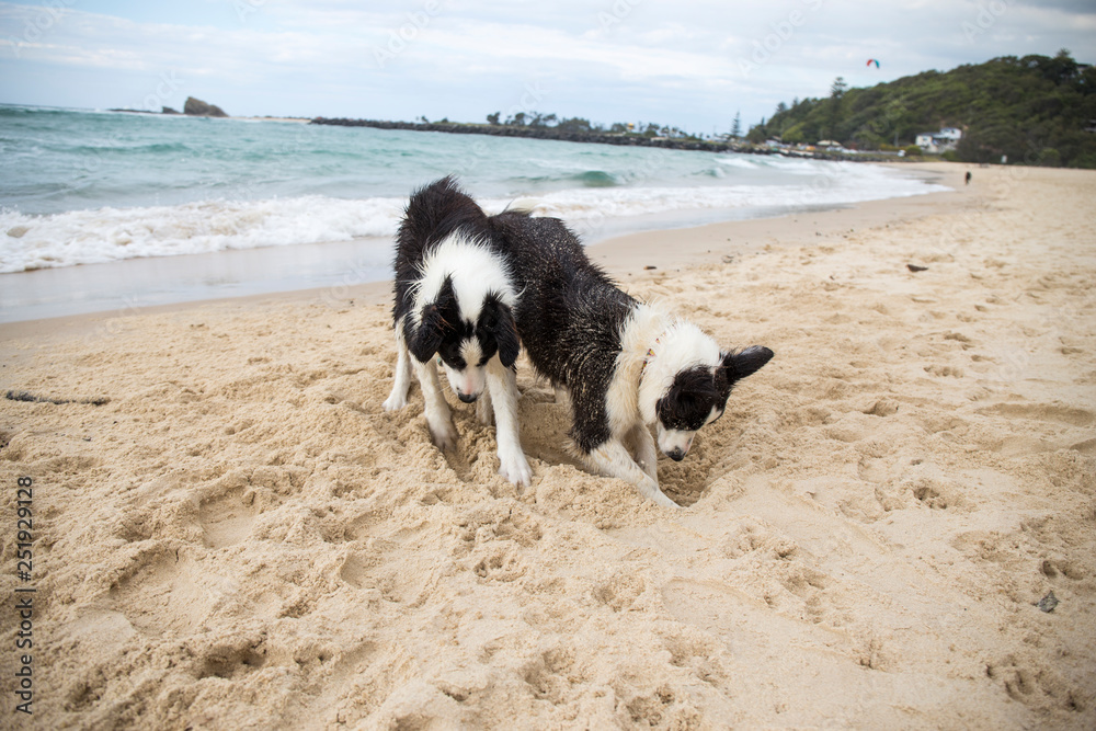 border collie dog digging a hole at baech