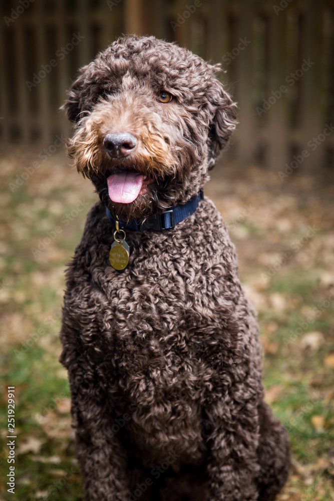 Labradoodle Labradoodle