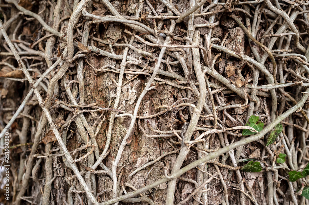 Winding leafless branches of ivy and one small, thin green plant crawl up the trunk of the tree intricate uzorom.Estestvenny natural background texture. Winding leafless branches of ivy and one small, thin green plant crawl up the trunk of the tree intricate uzorom.Estestvenny natural background texture.