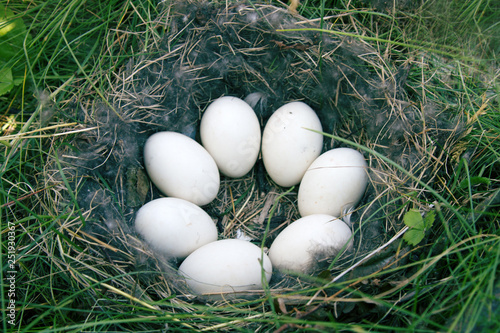 The Widgeon (Anas penelope) duck's nest photo