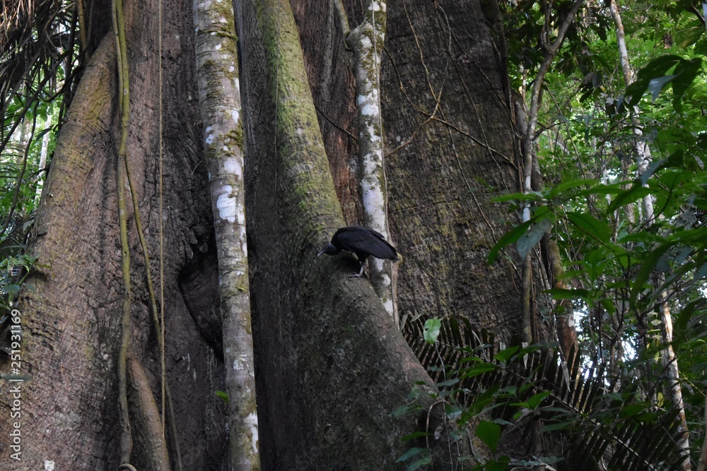 Vulture in a tree