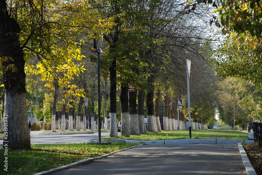 city street with rows of trees along the road