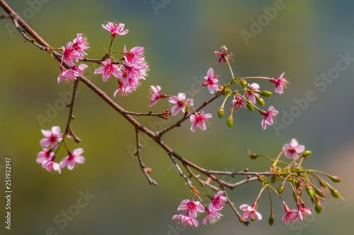 Wild Himalayan Cherry on green background.