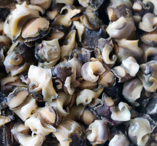 Sea snails (Rapana) extracted and prepared for roasting photo