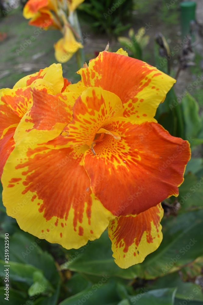 Orange and yellow lily in the garden Orange and yellow lily in the garden