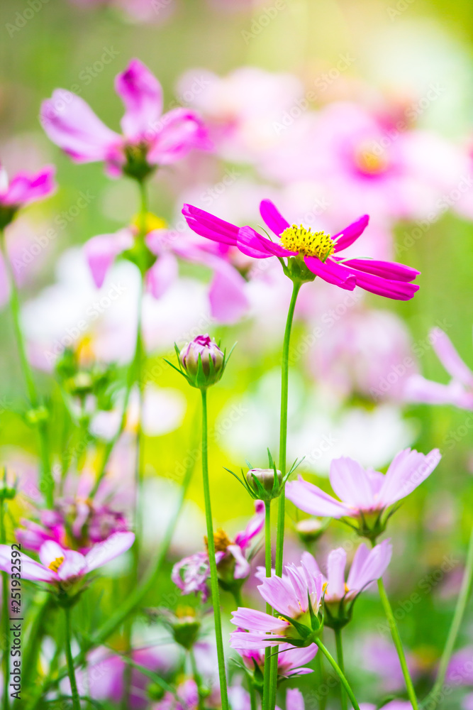 Pink Cosmos flowers field in cozy home garden on summer.