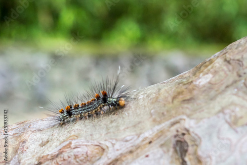 fotografia macro