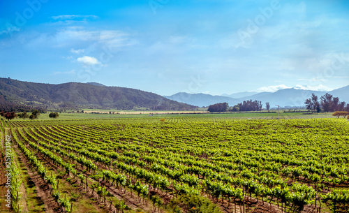 landscape of vineyard in southern Chile